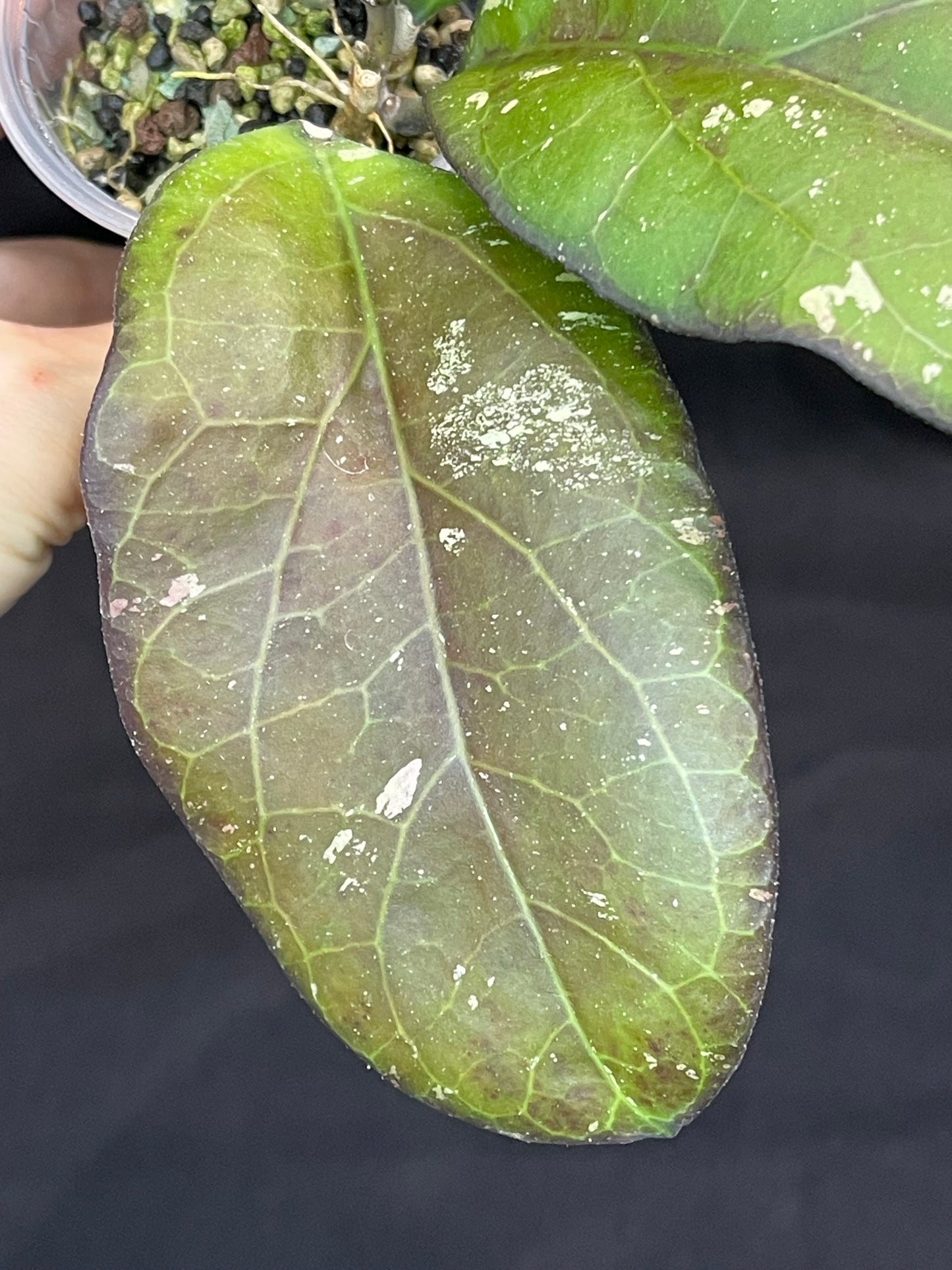 Hoya AH041 (B), big splashy leaves, sun-stressed color leaves