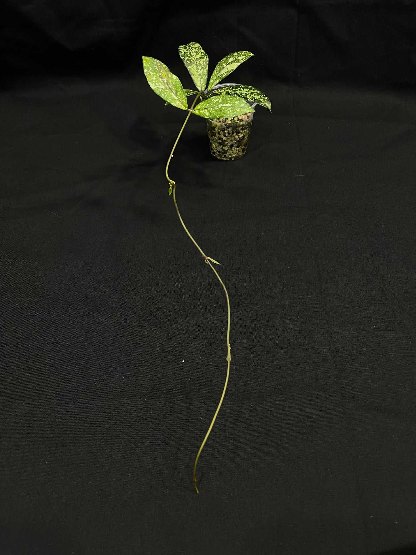 Hoya Crassipetiolata Splash Rooted (B), nice foliage