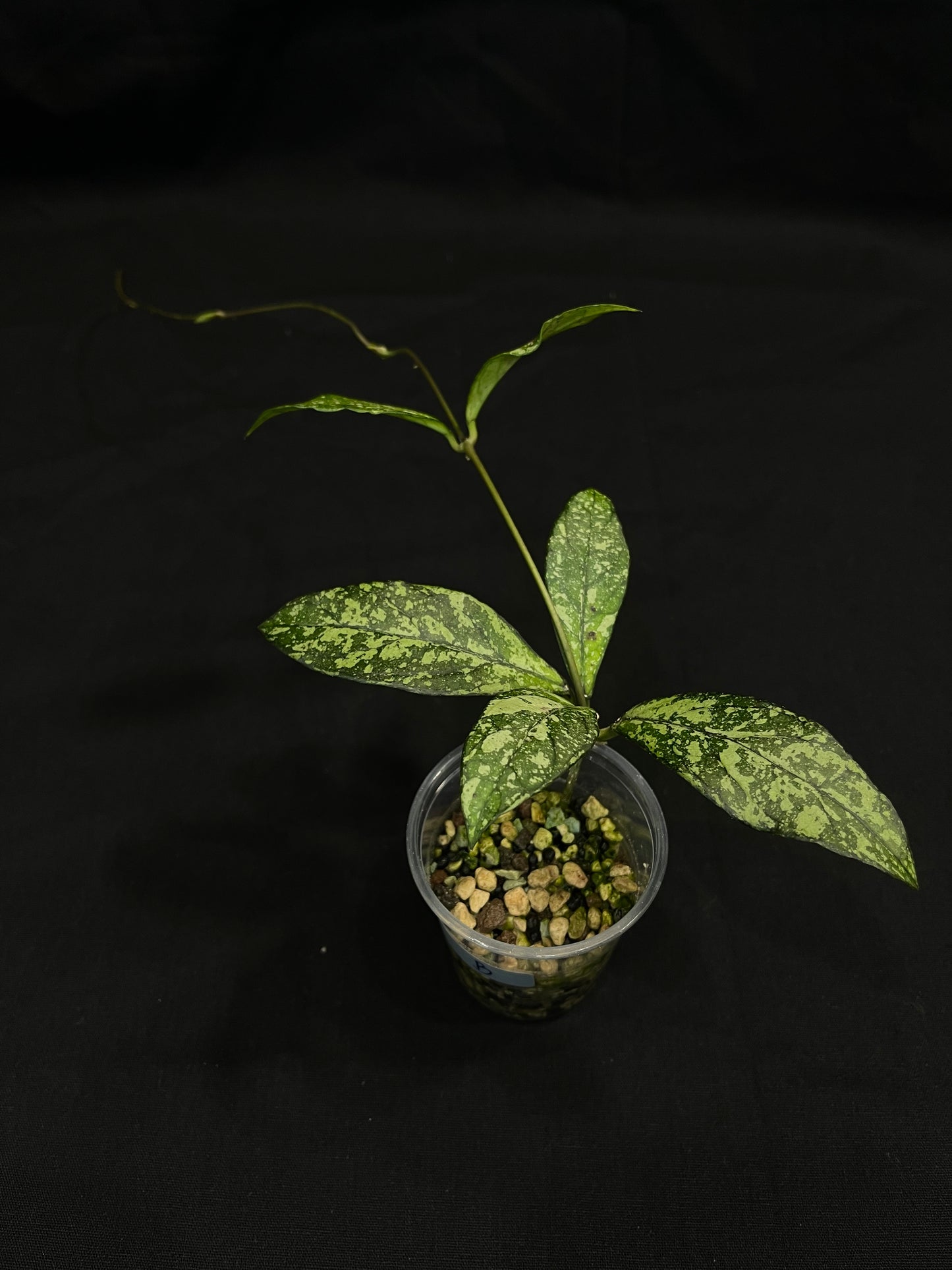 Hoya Crassipetiolata Splash Rooted (B), nice foliage