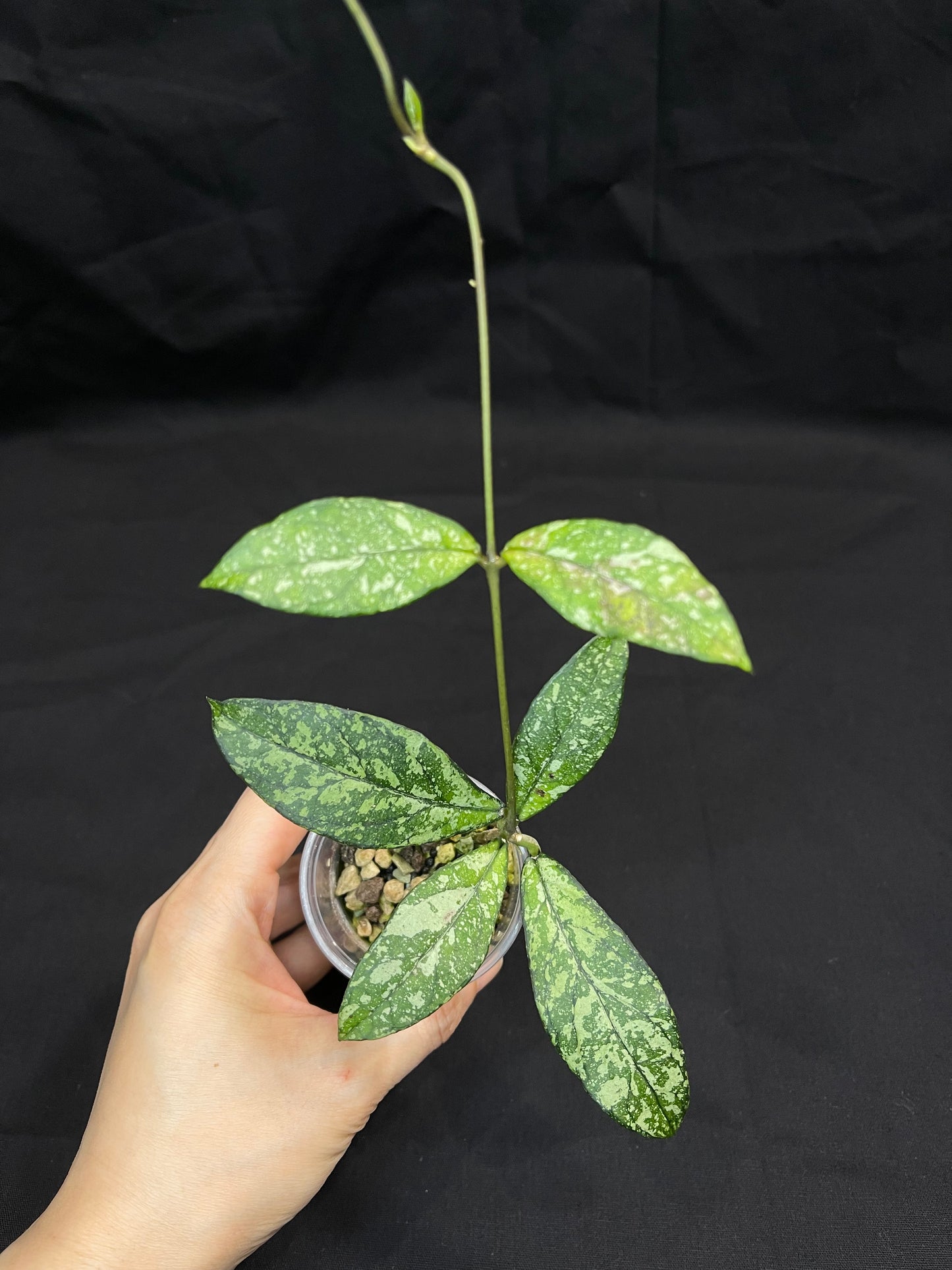 Hoya Crassipetiolata Splash Rooted (B), nice foliage