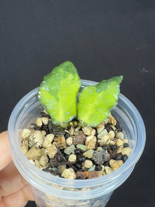 UNICORN🦄! Hoya caudata variegated, neon sunstress vareigation color, super rare (Upgrade Shipping is recommended)