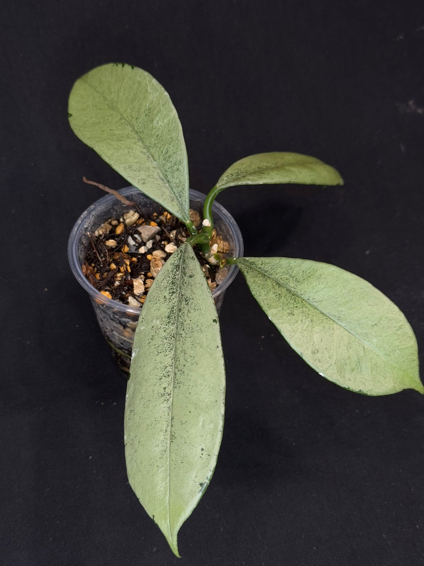 Hoya griffithii silver, two growths with new growth, rare