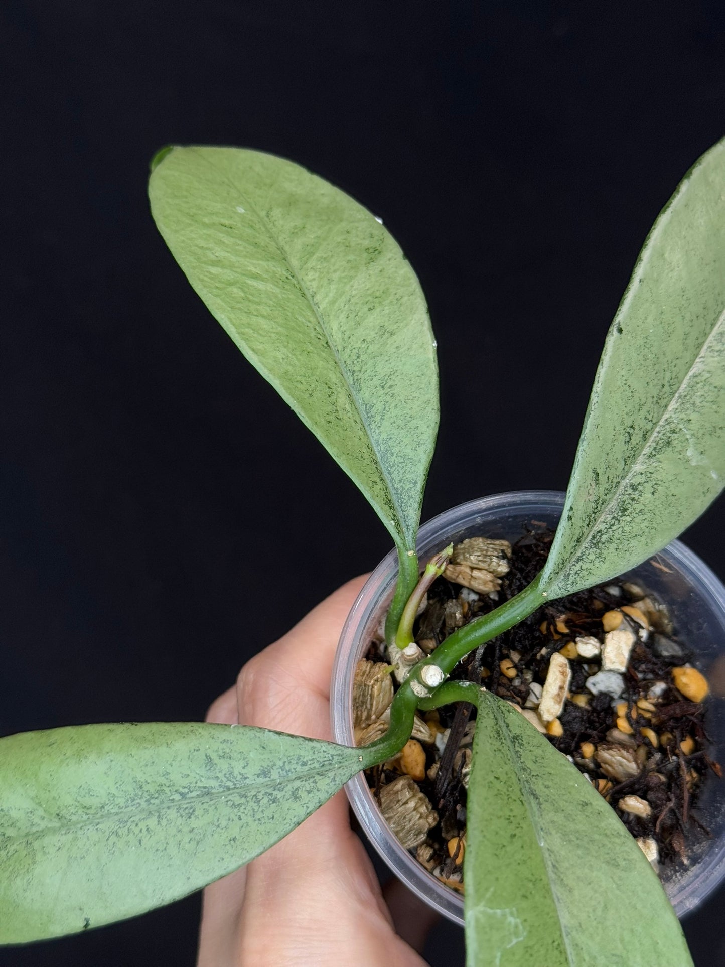Hoya griffithii silver, two growths with new growth, rare