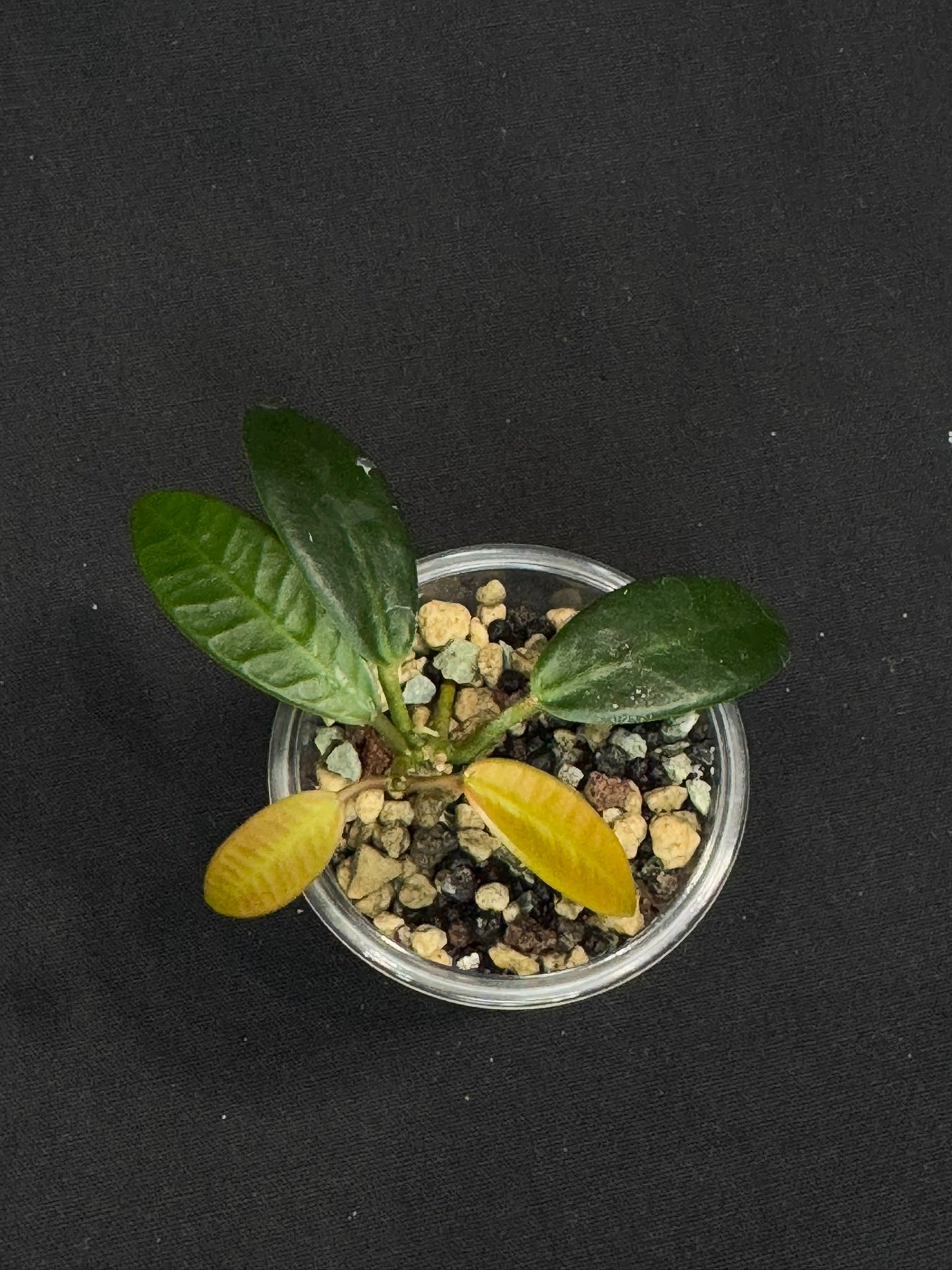 Hoya Apoensis, dark thick with exaggerated veins