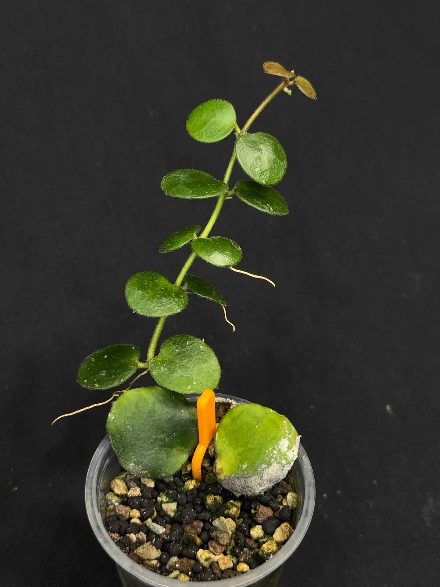 Hoya sp amber of borneo, rare, cute small leaves