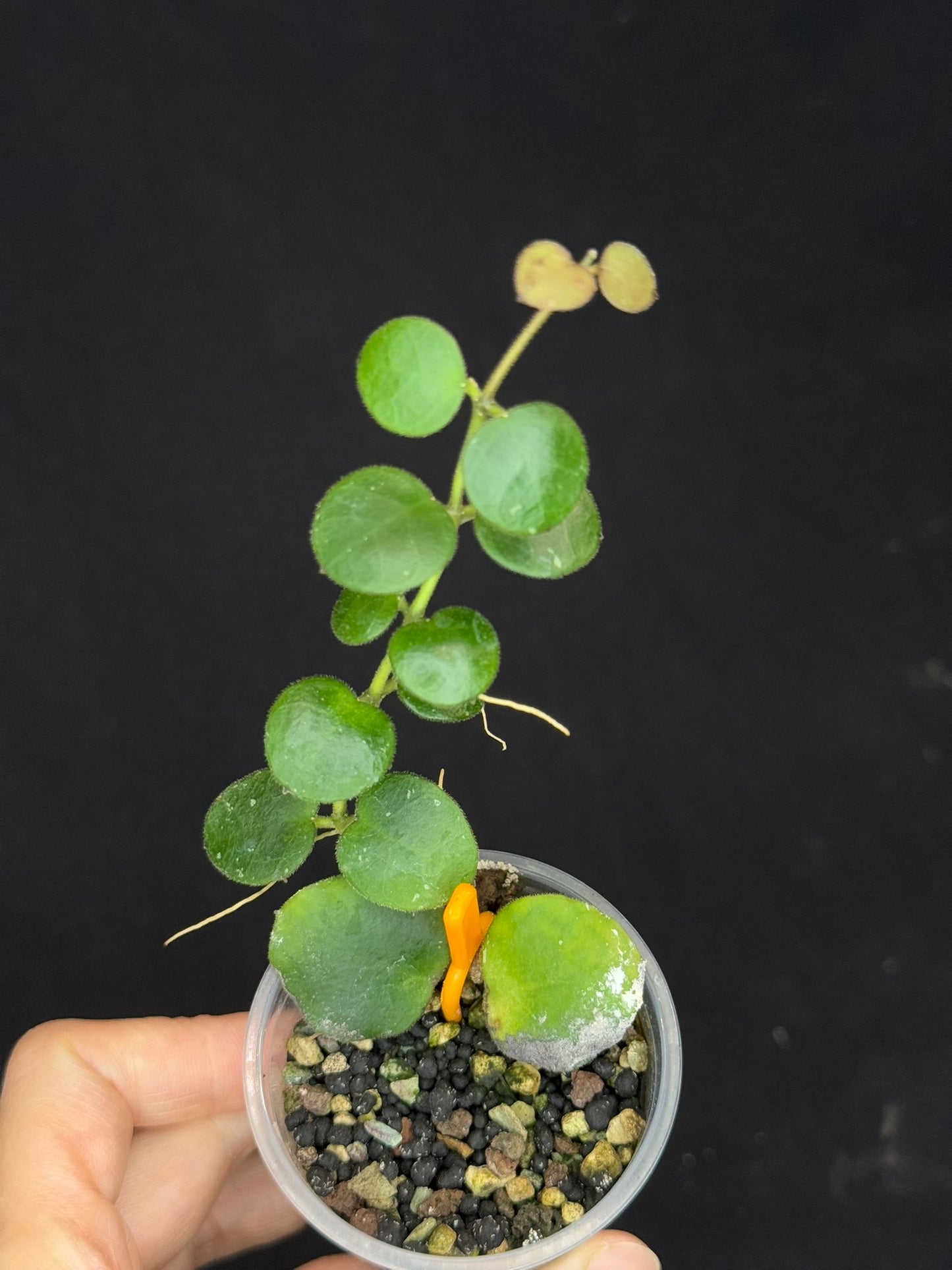 Hoya sp amber of borneo, rare, cute small leaves