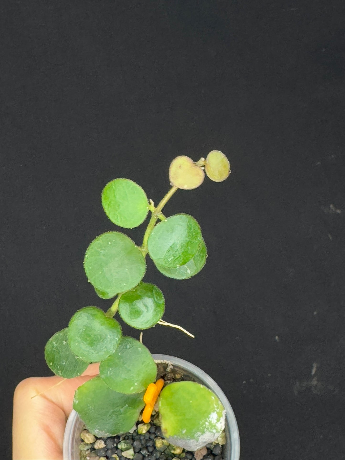 Hoya sp amber of borneo, rare, cute small leaves