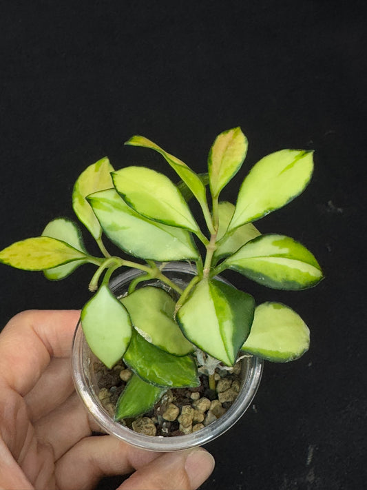 Hoya heuschkeliana variegata, nice variegation, two plants in a pot with a peduncle