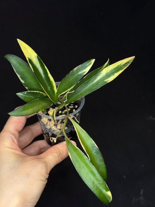 Hoya lori lynn, nice outer variegation