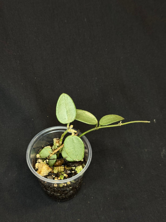 Hoya Lima Silver, attracting small silver leaves, rare hoya