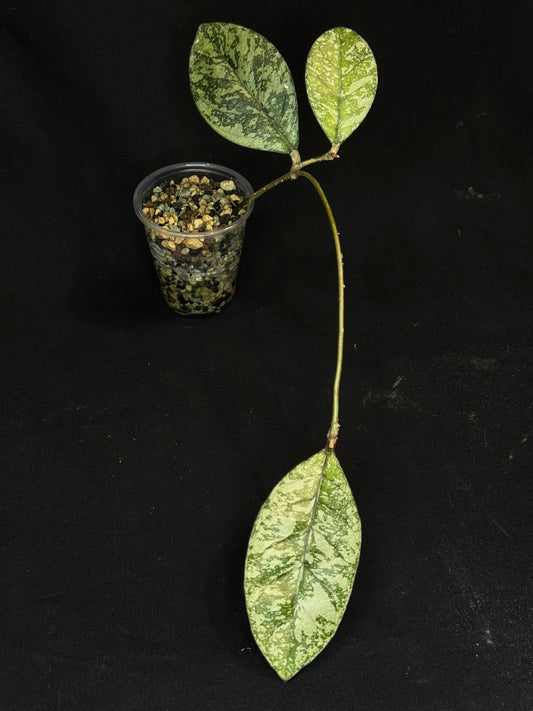 Hoya Crassipetiolata Splash/silver, Rooted, nice foliage