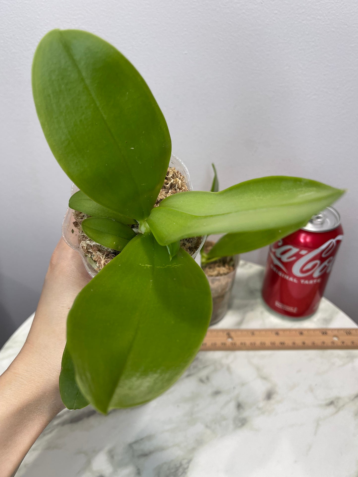 Phal. violacea indigo(108), Sibling Cross / Fragrance