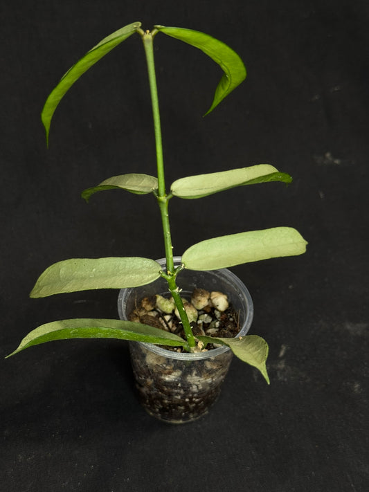 Hoya pandurata Tsiang silver/splash, well-rooted