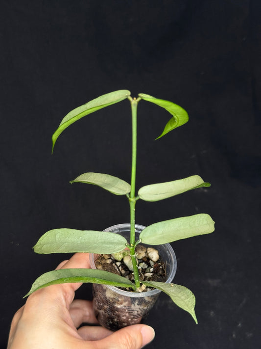 Hoya pandurata Tsiang silver/splash, well-rooted