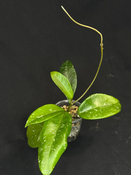 Hoya wildflower, splashy, well-rooted