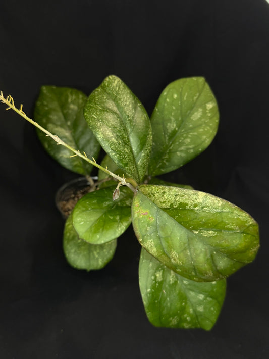 Hoya patcharawalai seedling by ice, rare, splashy big leaves, big plant #1