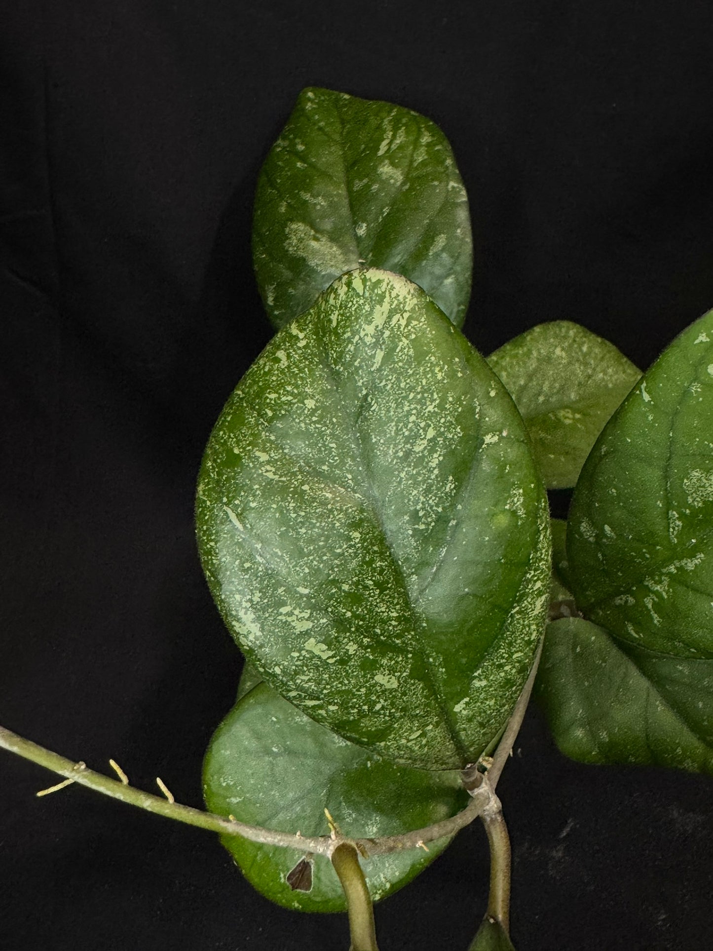 Hoya patcharawalai seedling by ice, rare, splashy big leaves, big plant #1