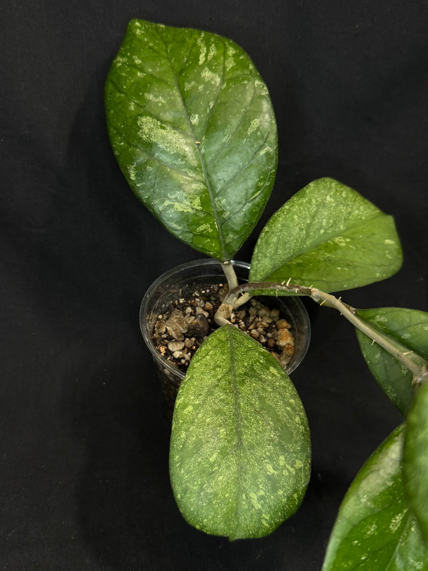 Hoya patcharawalai seedling by ice, rare, splashy big leaves, big plant #1