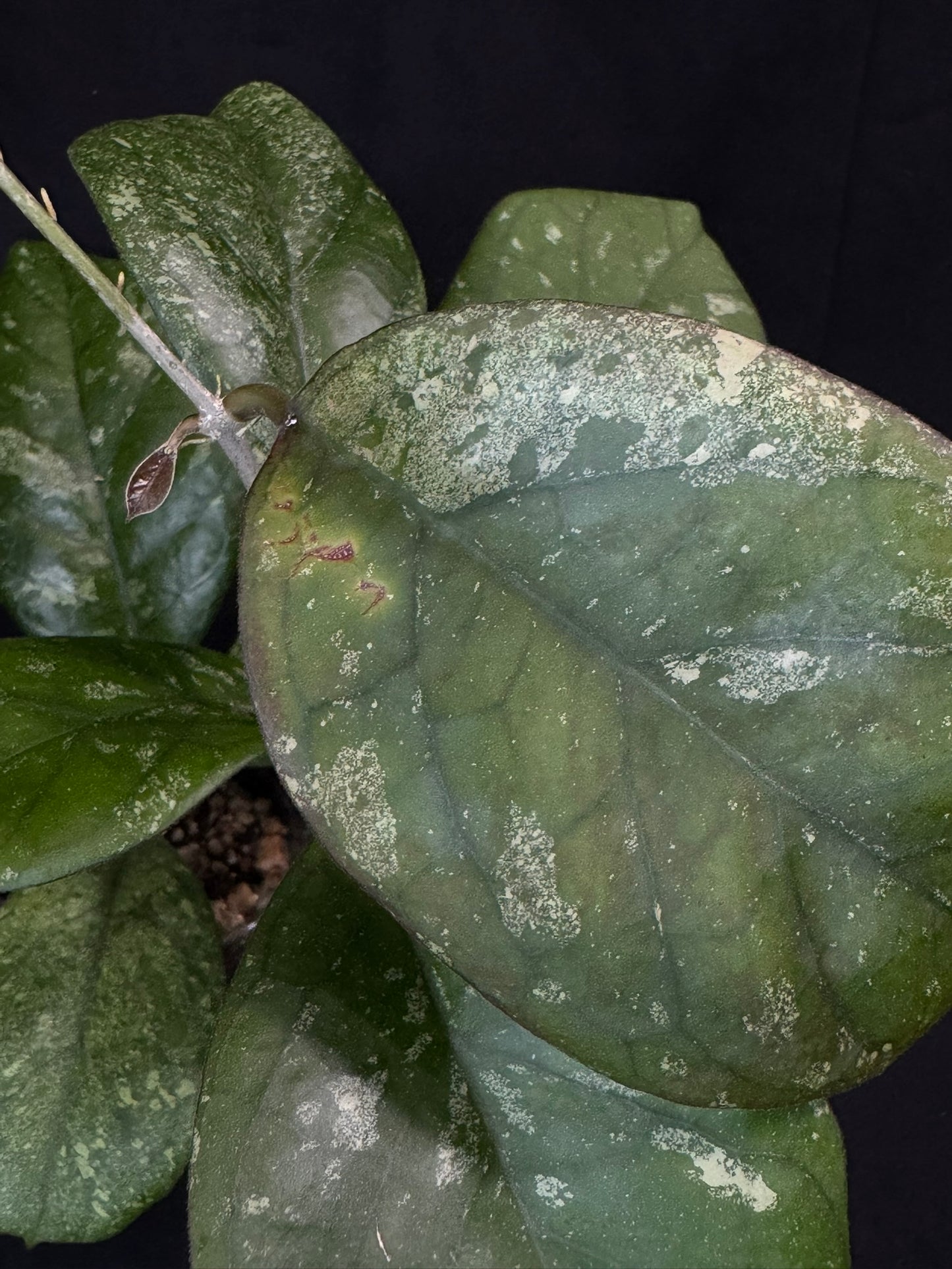 Hoya patcharawalai seedling by ice, rare, splashy big leaves, big plant #1
