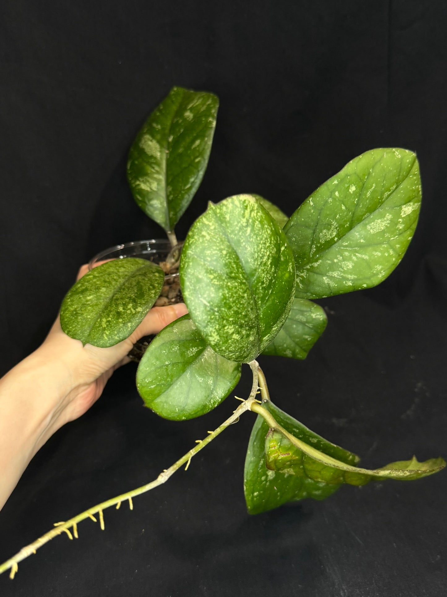 Hoya patcharawalai seedling by ice, rare, splashy big leaves, big plant #1