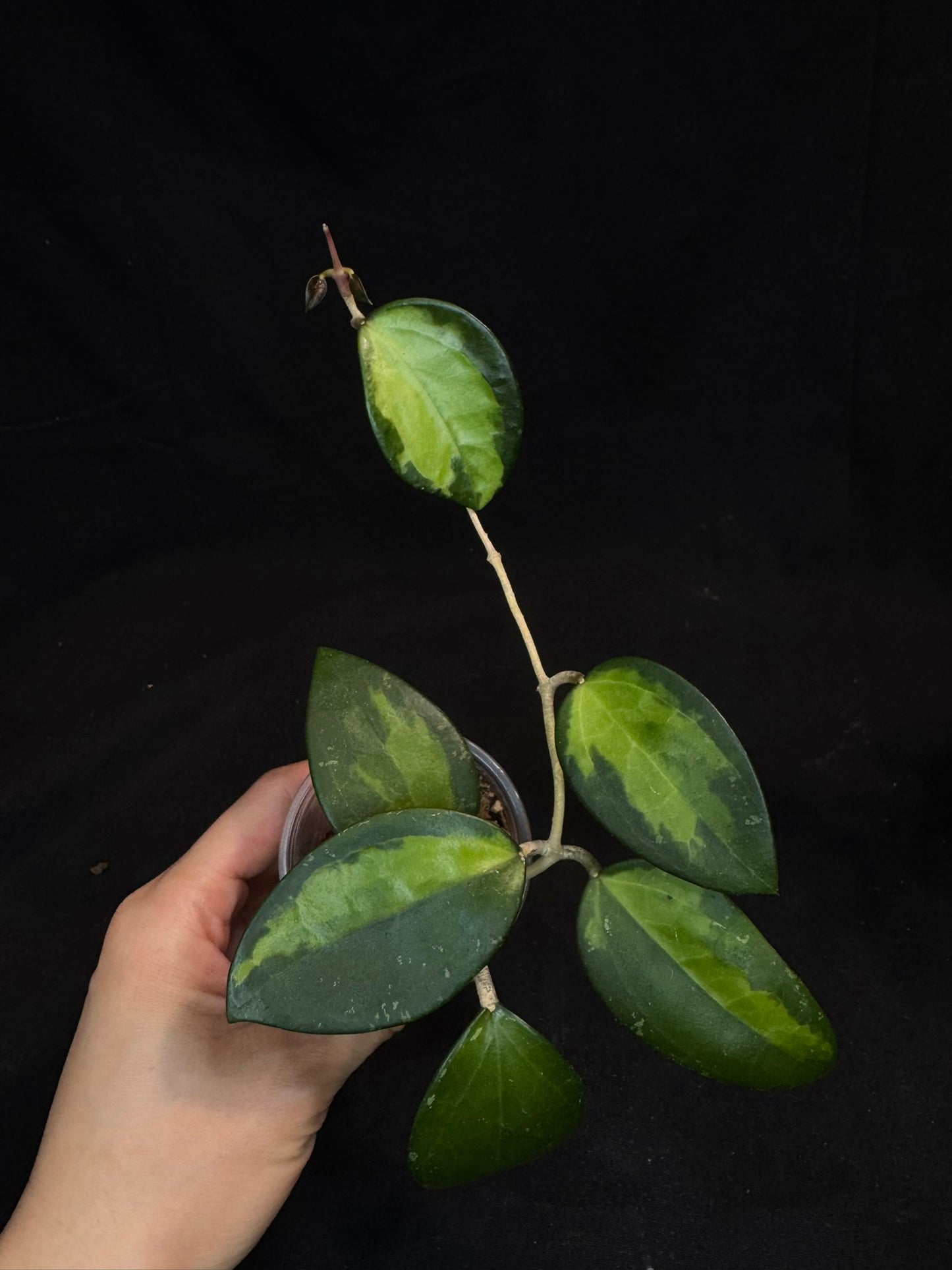 Hoya verticillata inner variegated, nice variegation
