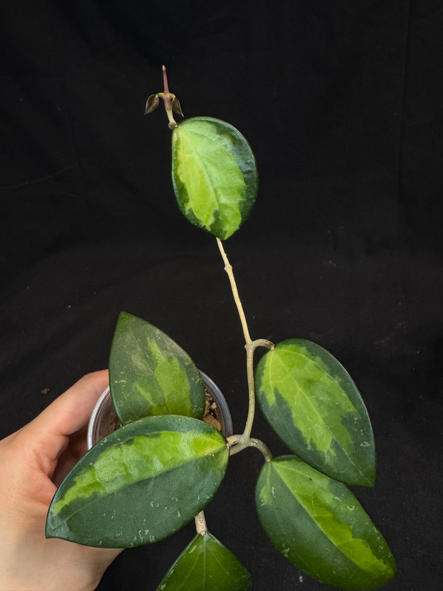 Hoya verticillata inner variegated, nice variegation