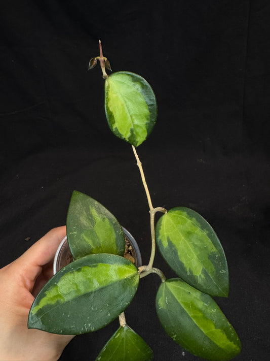 Hoya verticillata inner variegated, nice variegation