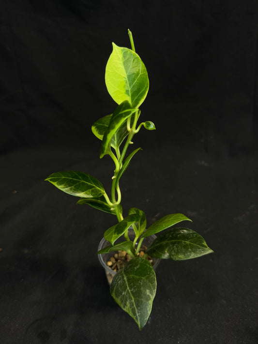 Hoya obscura albo (#2), nice variegation