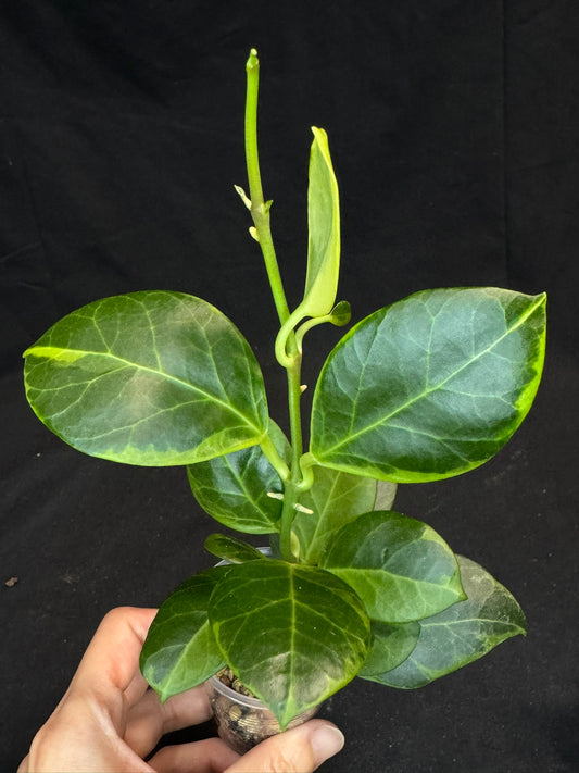 Hoya obscura albo (#2), nice variegation