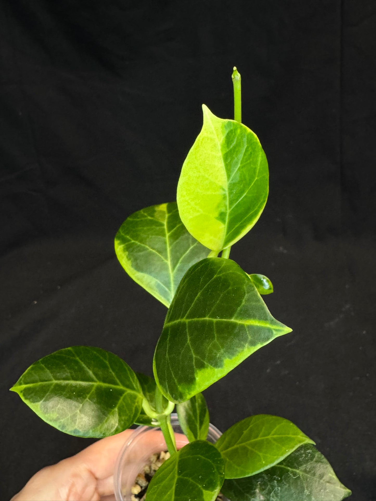 Hoya obscura albo (#2), nice variegation