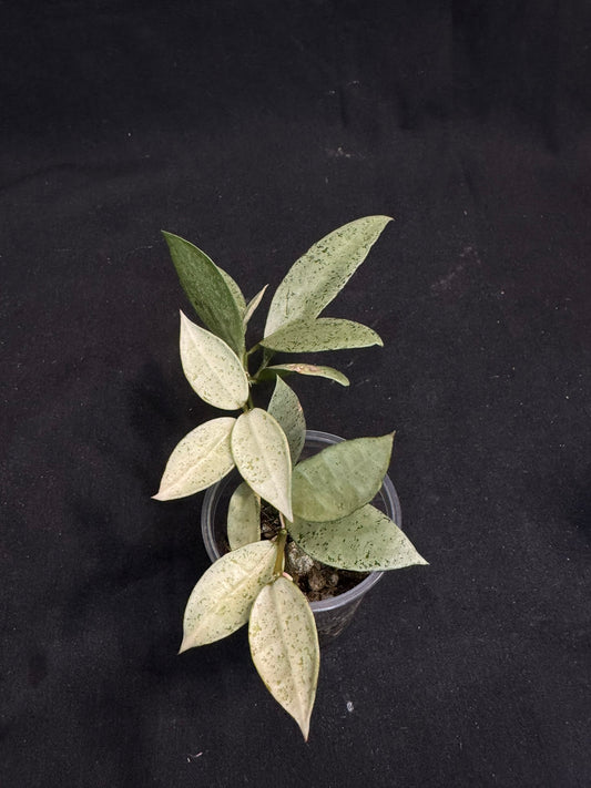 Hoya lacunosa winter pandora, special (multiple growths)
