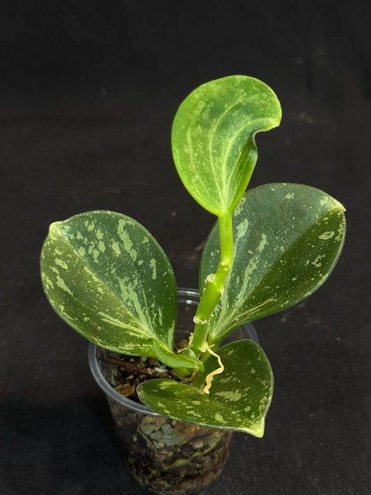 UNICORN🦄! Hoya pachyclada splash, established splashy plant with multiple leaves, rare