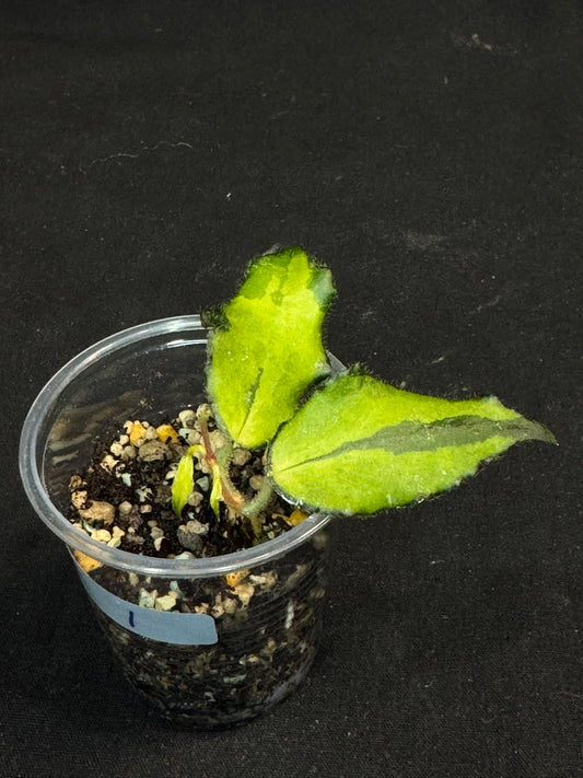 UNICORN🦄! Hoya caudata variegated (#1), neon sunstressed variegation color, super rare