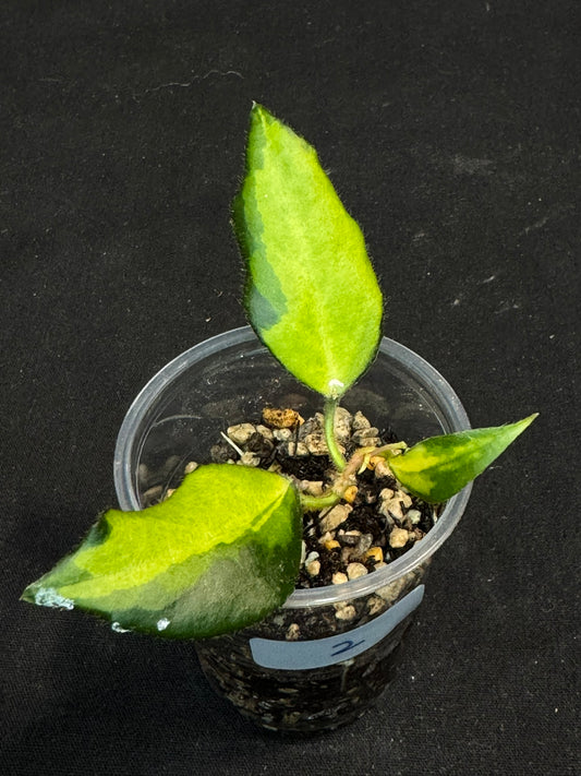 UNICORN🦄! Hoya caudata variegated (#2), neon sunstressed variegation color, super rare