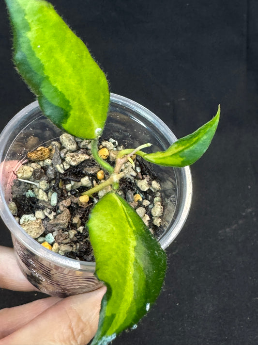 UNICORN🦄! Hoya caudata variegated (#2), neon sunstressed variegation color, super rare