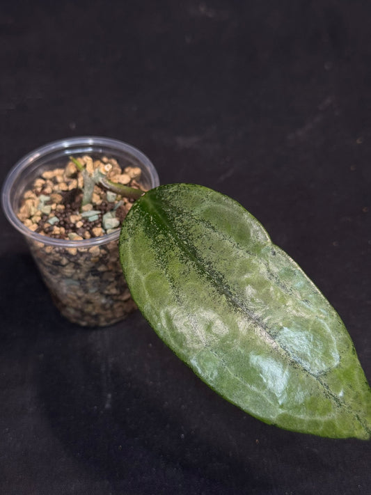 UNICORN🦄! Hoya latifolia rimba perak,  speical silvery leaves, rare