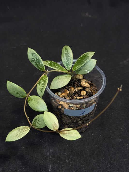 UNICORN🦄! Hoya sp Kalimantan Mini Coin silver (#2), beautiful small leaves, rare