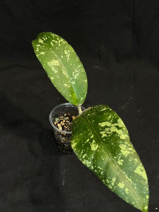 Hoya sp aceh splash, splashy big leaves