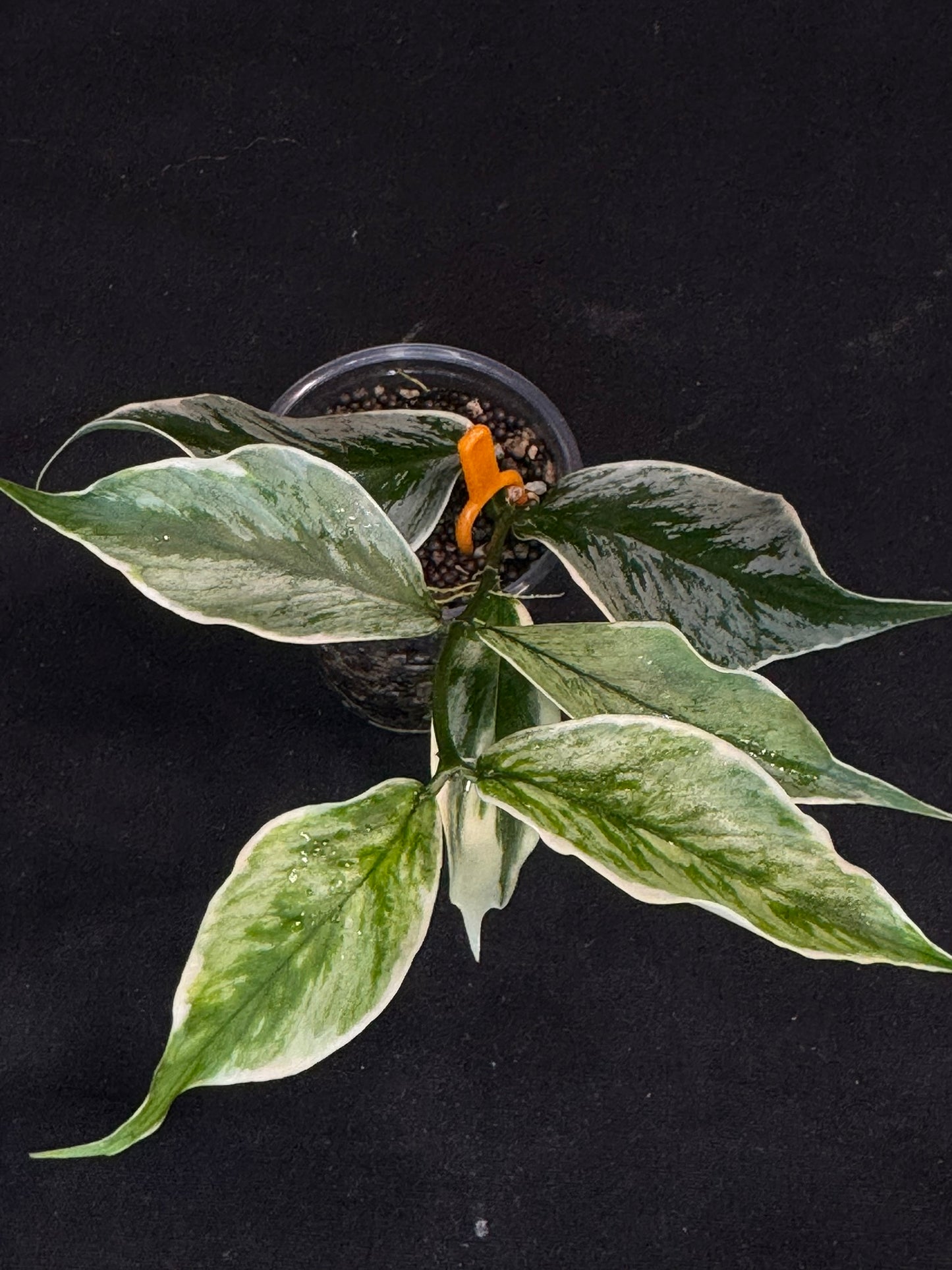 UNICORN🦄! Hoya Polyneura Diem Fairy Queen, super rare (Upgrade Shipping is suggested)