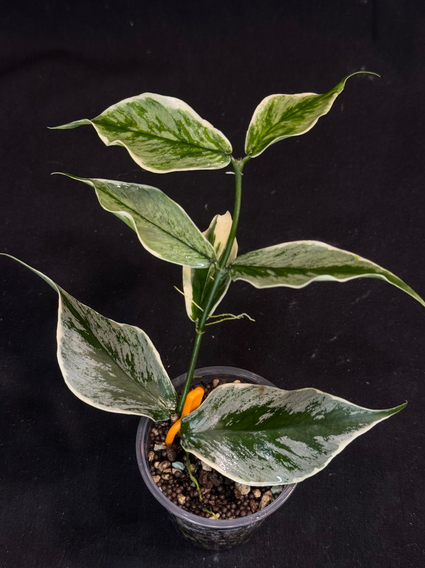 UNICORN🦄! Hoya Polyneura Diem Fairy Queen, super rare (Upgrade Shipping is suggested)