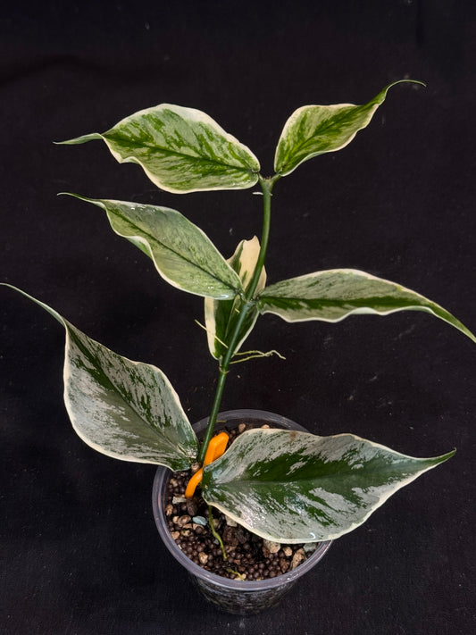 UNICORN🦄! Hoya Polyneura Diem Fairy Queen, super rare (Upgrade Shipping is suggested)