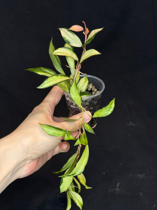 Hoya Lacunosa souma, rare, nice pink sun-stressed variegation