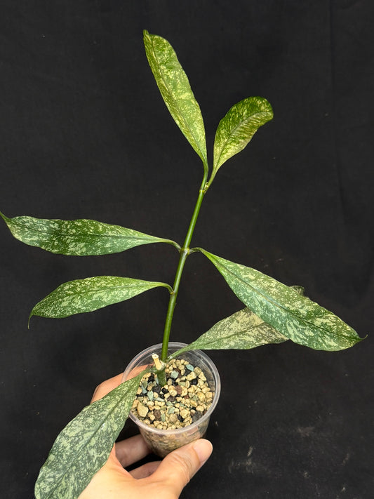 Hoya Multiflora Splash(Europe), rare, big leaves