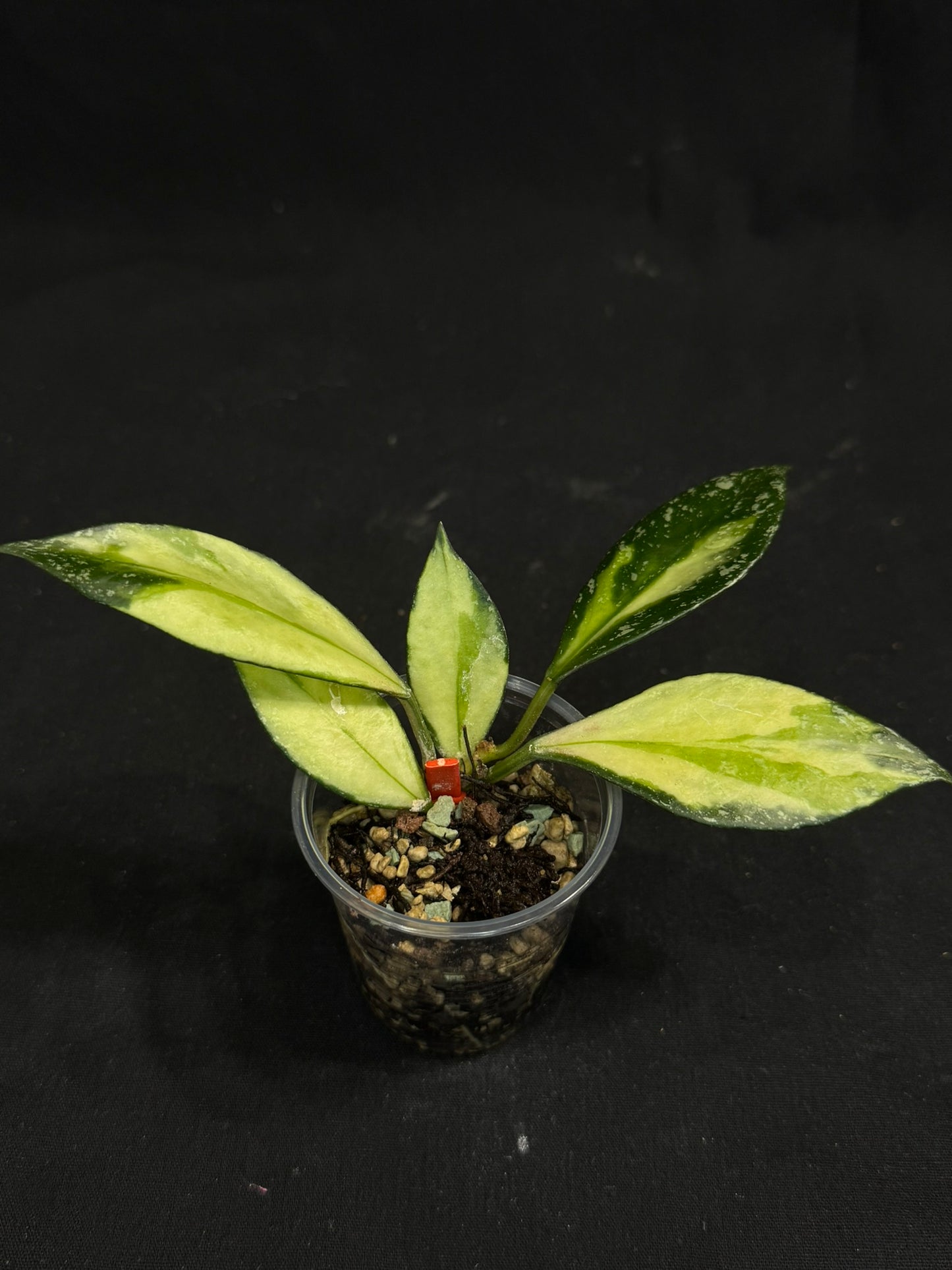 Hoya Nabawanensis variegated rooted, Beautiful Sun Stressed Hoya, splashy, rare