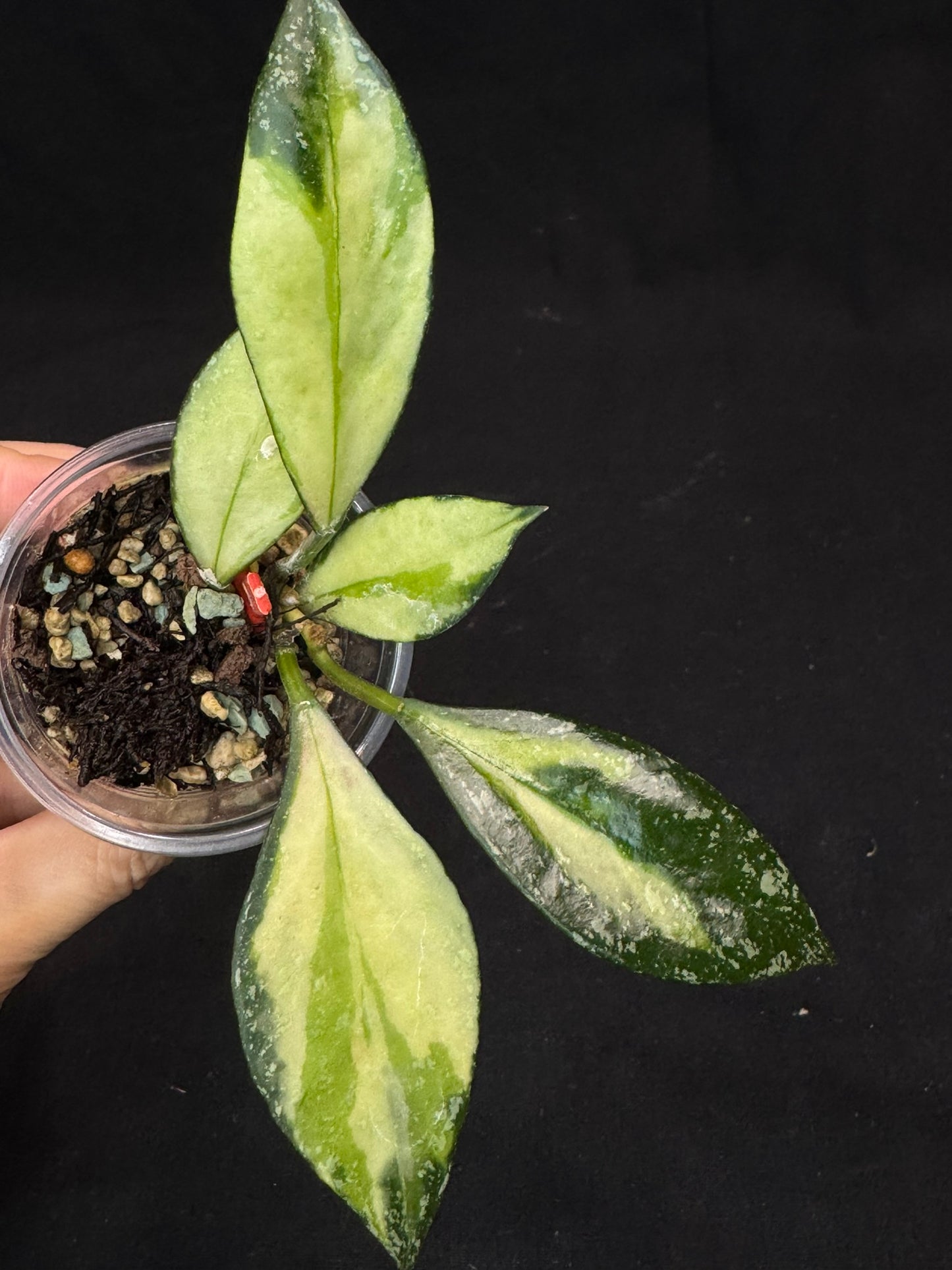 Hoya Nabawanensis variegated rooted, Beautiful Sun Stressed Hoya, splashy, rare