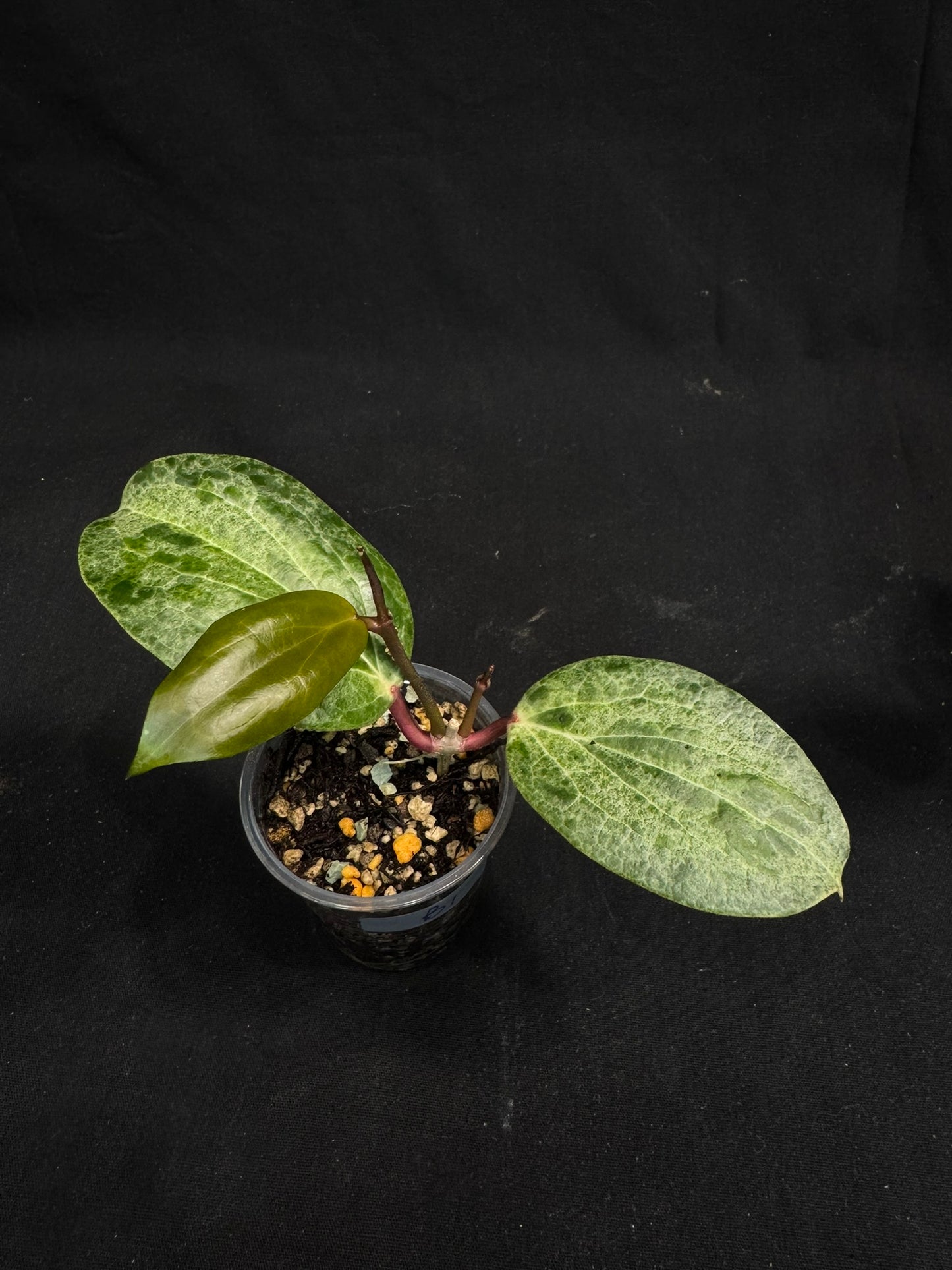 UNICORN🦄! Hoya crocodile (B1), nice variegation color, super rare, two growths