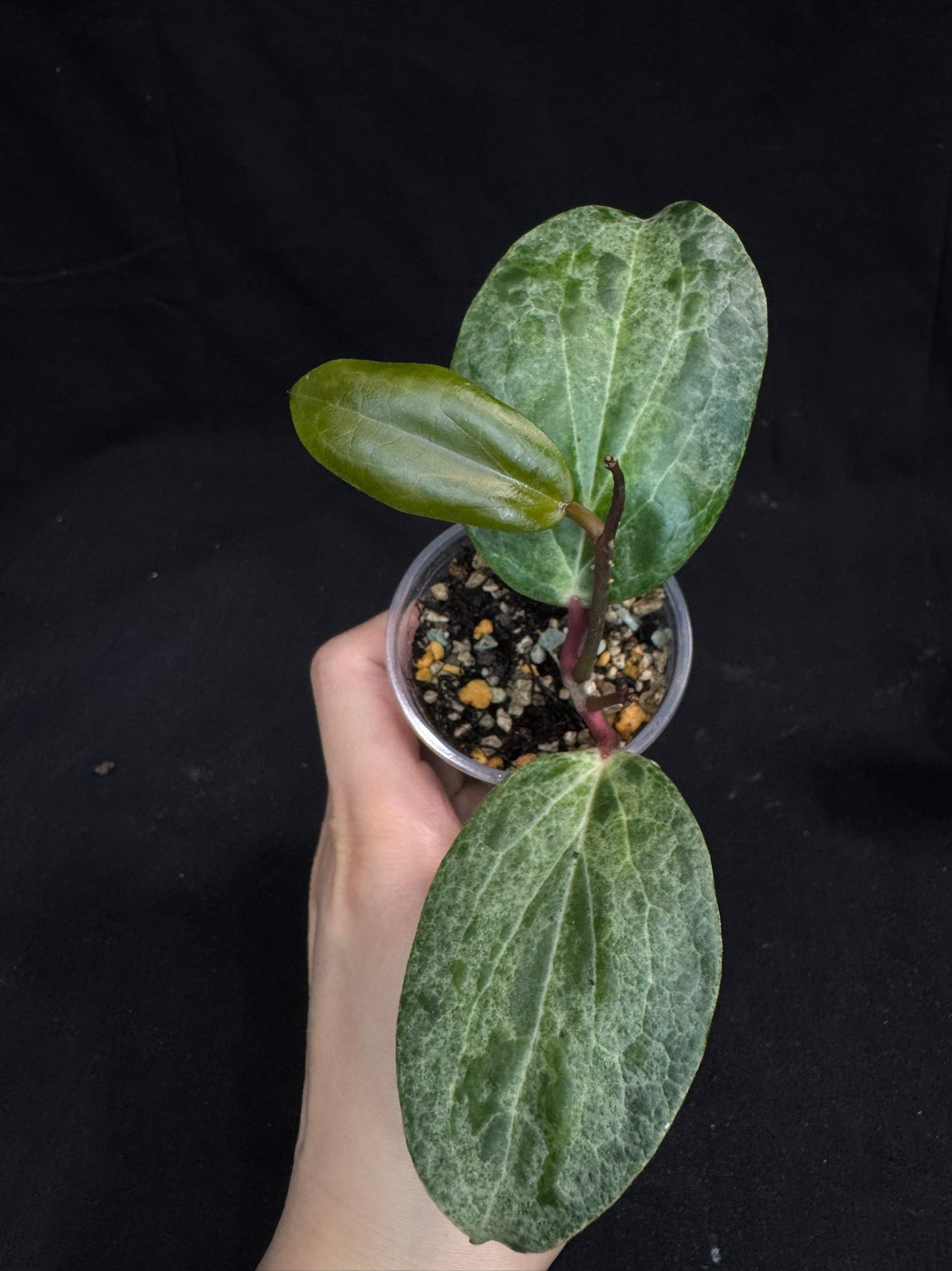 UNICORN🦄! Hoya crocodile (B1), nice variegation color, super rare, two growths