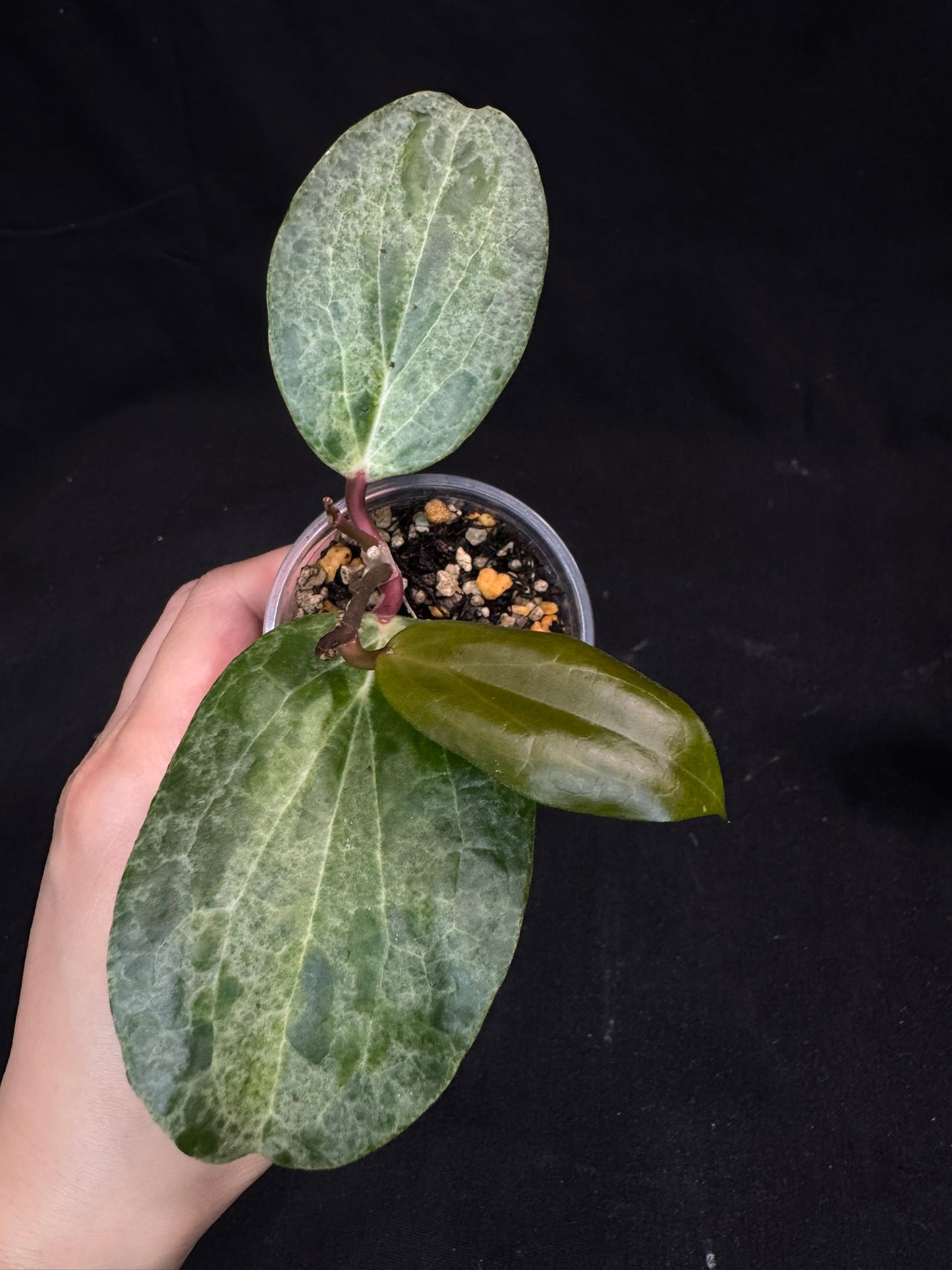 UNICORN🦄! Hoya crocodile (B1), nice variegation color, super rare, two growths