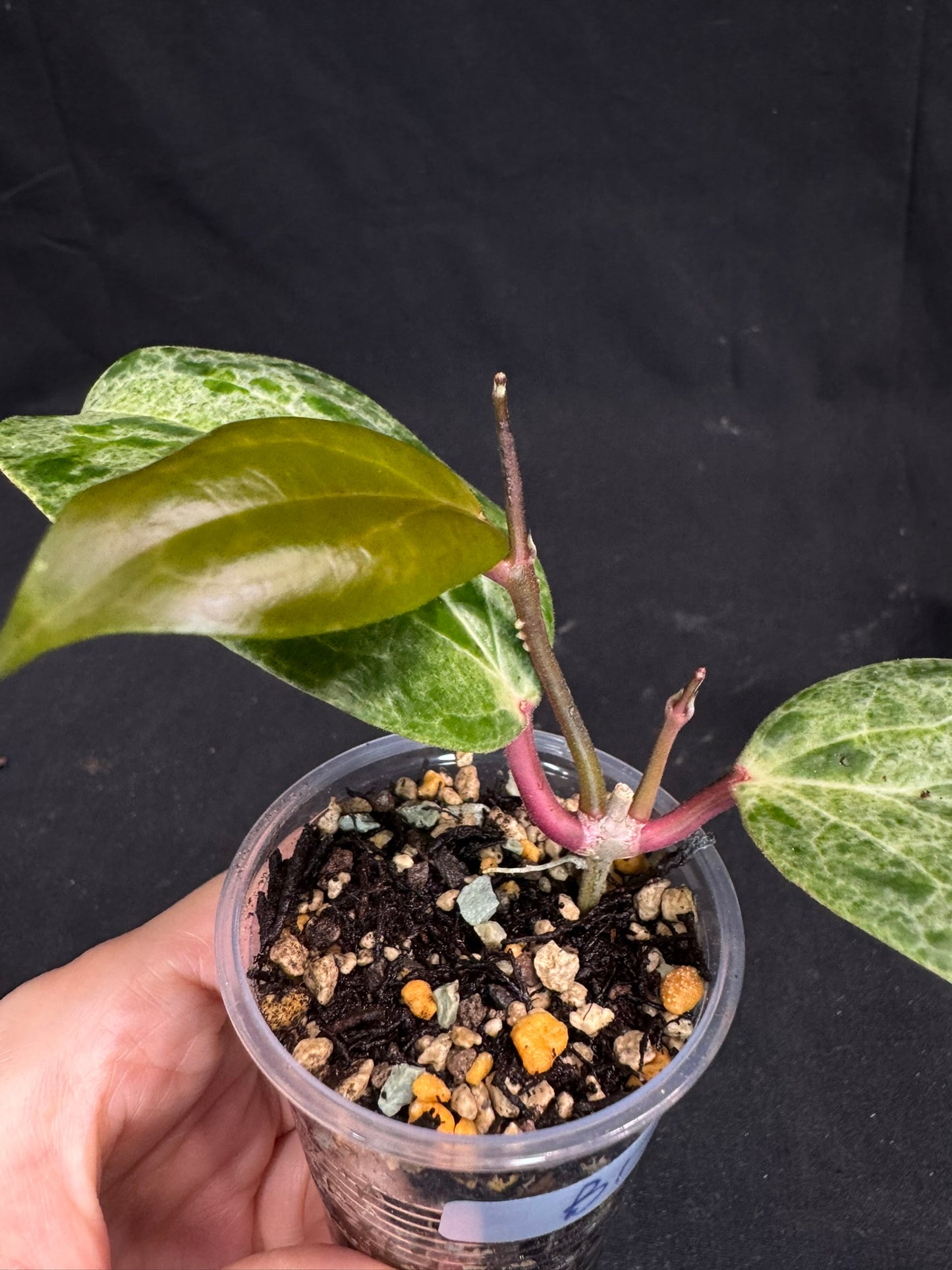 UNICORN🦄! Hoya crocodile (B1), nice variegation color, super rare, two growths