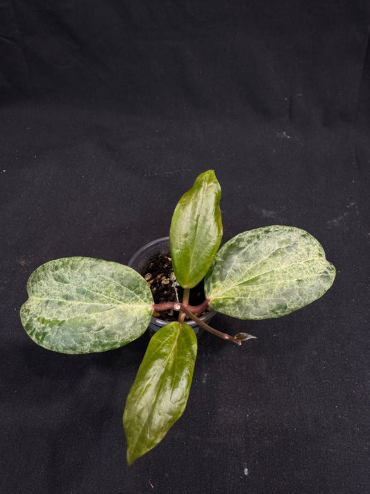 UNICORN🦄! Hoya crocodile (B2), nice variegation color, super rare